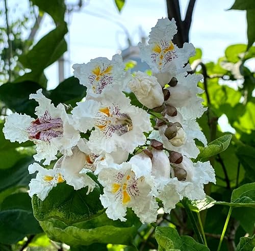 Indian Bean Tee Southern Cigar Tree Catawba Tree Catalpa Bignonioides 10 Seeds #TOP13