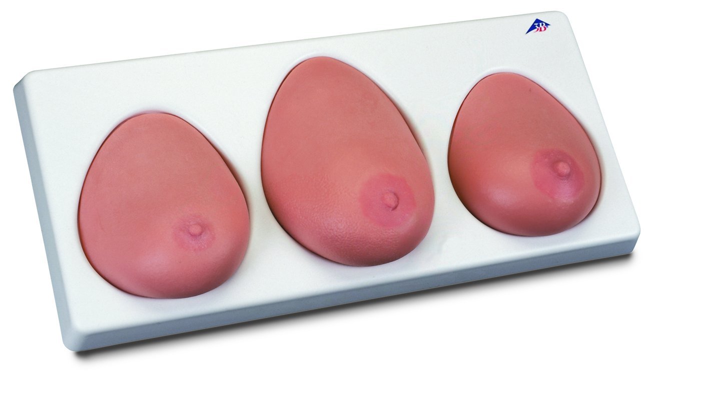 3B Scientific L55 Modelo Para la Palpación de Mama, Tres Mamas Con Soporte