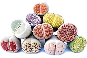 Pack of 5 Live Exotic Lithops Plant Medium Size 2 Years Old Rare Living Stone