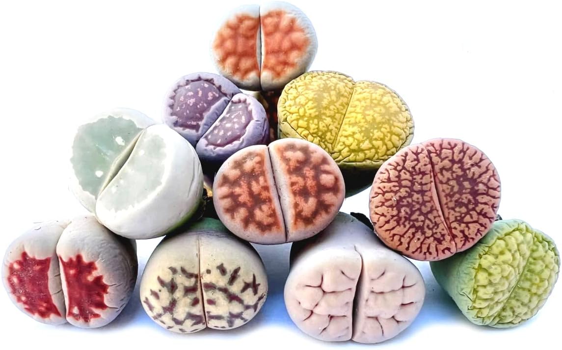 Pack of 5 Live Exotic Lithops Plant Medium Size 2 Years Old Rare Living Stone Seedling Perfect Terrarium Addition