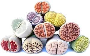 Pack of 8 Live Exotic Lithops Plant Medium Size 2 Years Old Rare Living Stone Seedling Perfect Terrarium Addition