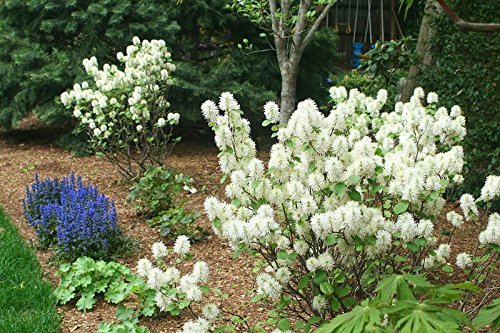 Fothergilla Bush - White Flowering Shrub & Fall Color - Live Plant Shipped 1 To 2 Feet Tall (No California) #TOP1