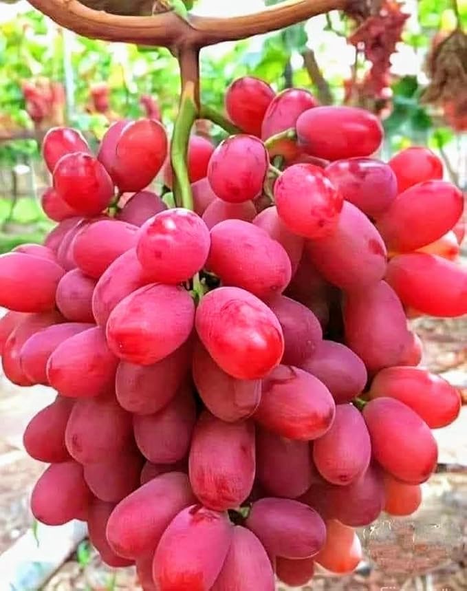 Image of G- All-Time 12 Months Hybrid (GRAFTED) Live Fruit Plant Original & Authentic Organic Tree for Outdoor Fast-Growing Fruit Plant Home Gardens Sweet Healthy Plant Pack Of-1 (Red Grapes Plant, Medium)