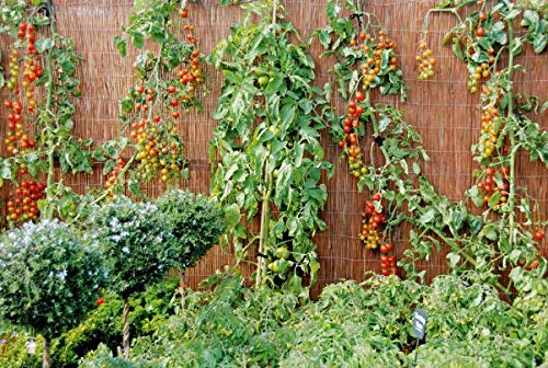 Mgtech 300 Pcs Tomato Trellis Clips, Garden Vegetable Vine Clips, Plant Support Quick Clips For Vine Vegetables To Grow Upright And Healthier #TOP2