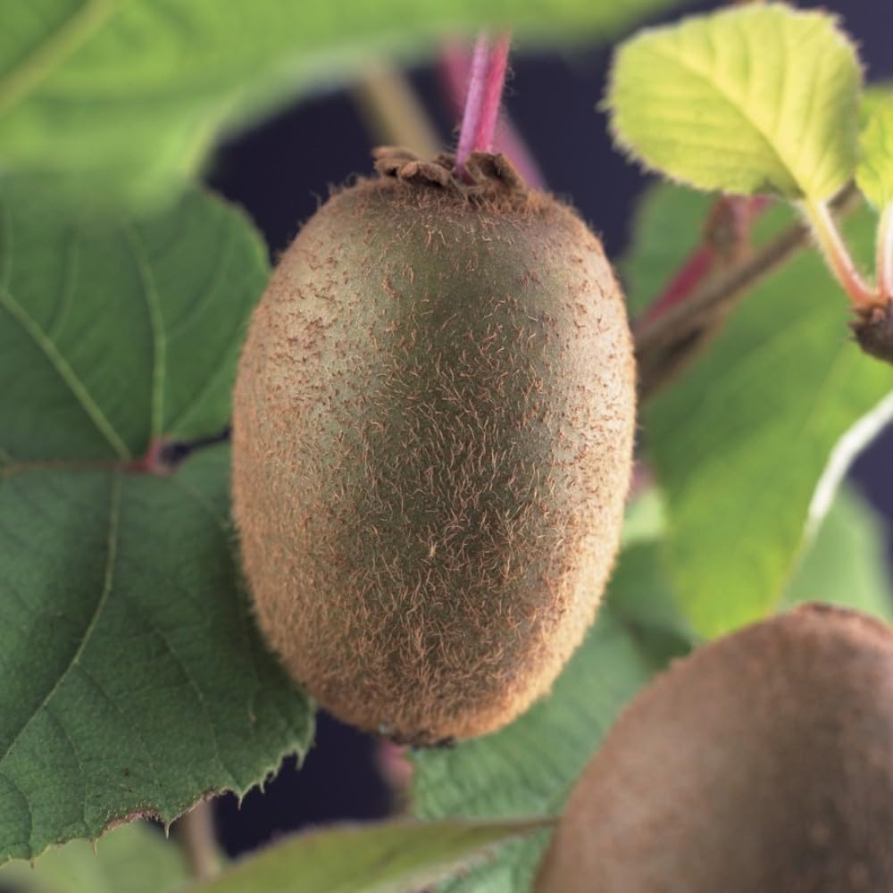 PIANTA DA FRUTTO KIWI AUTOFERTILE in vaso 20 età 2/3 anni (foto reali)