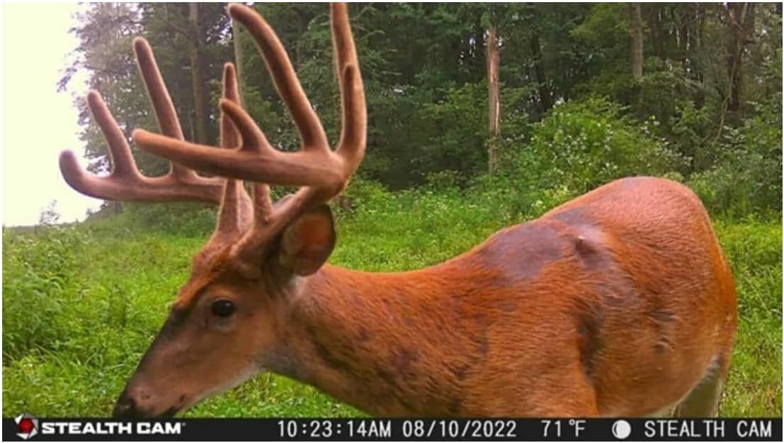 Stealth Cam G42NG 32MP No-Glow Trail Camera (2-Pack) Bundle with 2 Cables, Four 32GB Cards and USB Reader (9-Items) : Sports & Outdoors