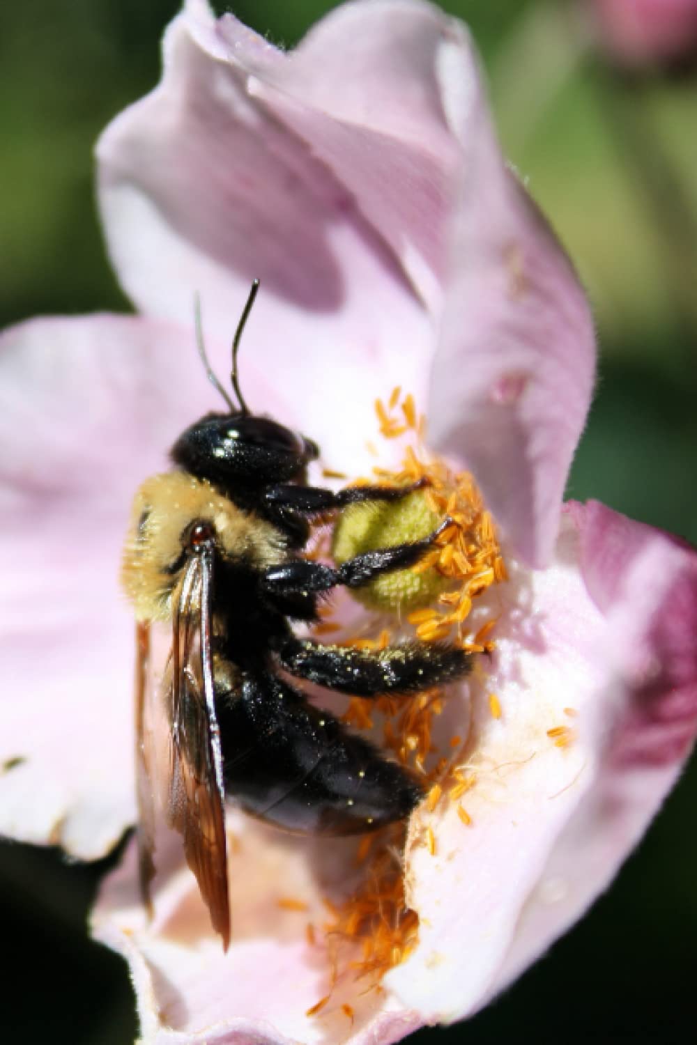 The Busy Little Bee Journal