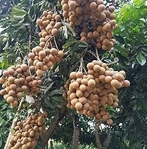 BHUMI ENTERPRISE Dwarf Vietnam Sigon Variety Longan Live Plant (Grafted/Air Layered) Healthy,Dimocarpus Longan Tree, Huge productivity,Regular Bearing(1-1.5 Feet Size)