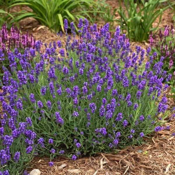 Sweet Romance Lavender - #1 Container
