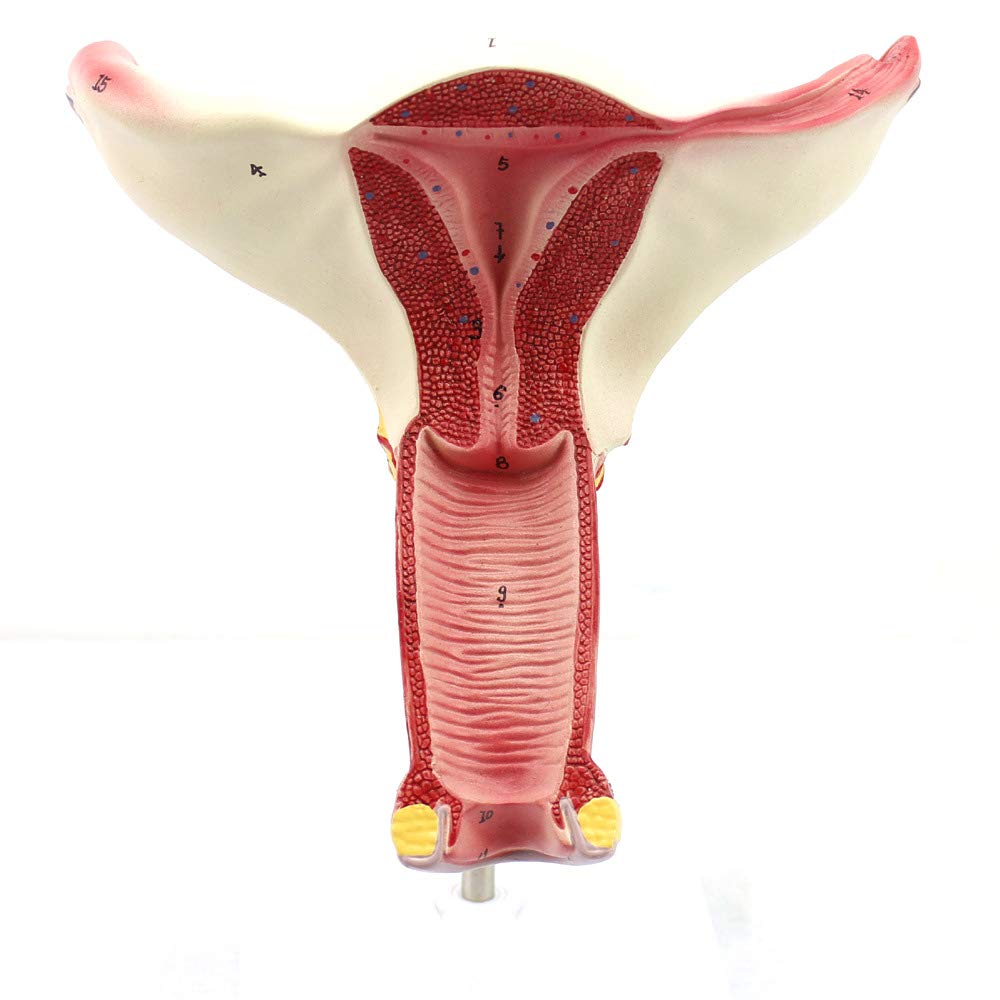 Modèle d'enseignement de l'utérus pour simplifier les cours de biologie