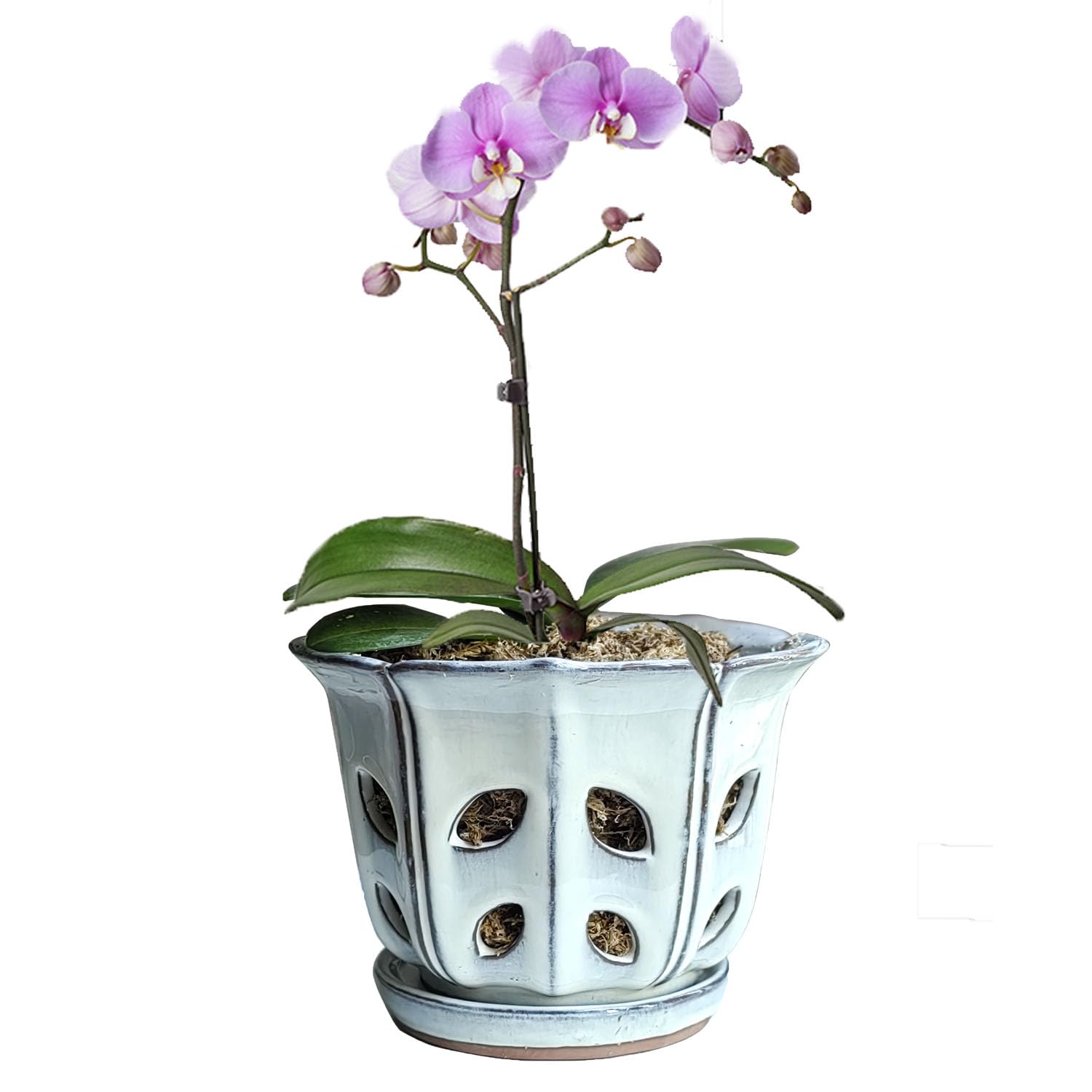 Grdthzey Orchid Pots with Holes 6 inch Ceramic Orchid Pot with Attached Saucer and Drainage Hole (White)