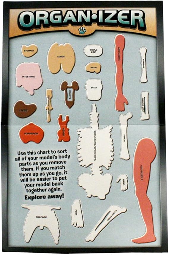 SMARTLAB Toys Totally Squishy from Head-to-Toe - 60 Pieces - 36 Removable Parts - 12 Human Body Model & Stand - 24-Page Illustrated Book - Includes Glowing Eyeballs!