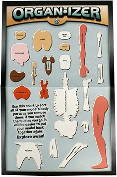 SMARTLAB Toys Totally Squishy from Head-to-Toe - 60 Pieces - 36 Removable Parts - 12 Human Body Model & Stand - 24-Page Illustrated Book - Includes Glowing Eyeballs!