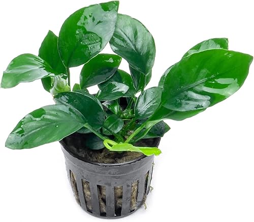 Miniatura 1 de Plantas Anubias vivas para acuarios, planta de agua dulce en maceta para peceras y terrarios, apta para principiantes, para poca luz (Minima, 1