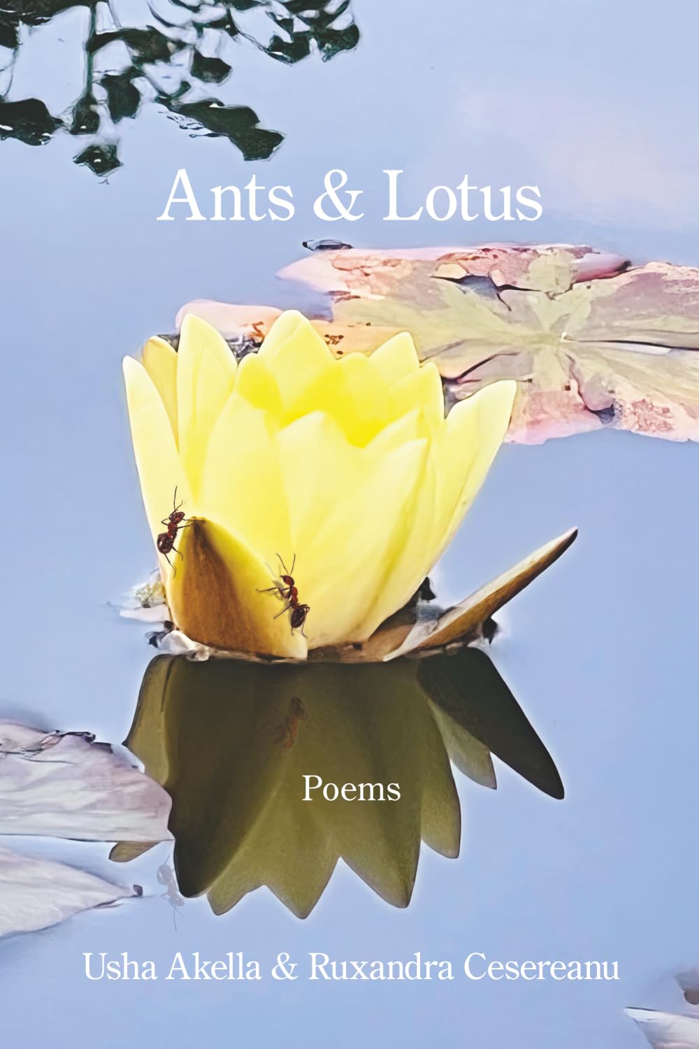 Ants and Lotus      Paperback – February 14, 2026