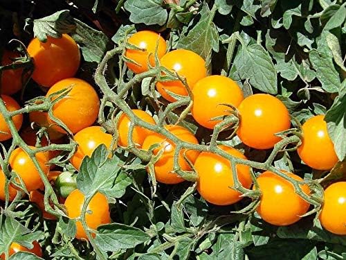 Miniatura 3 de CEMEHA SEEDS - Hortalizas indeterminadas no transgénicas de tomate cherry dorado para plantar