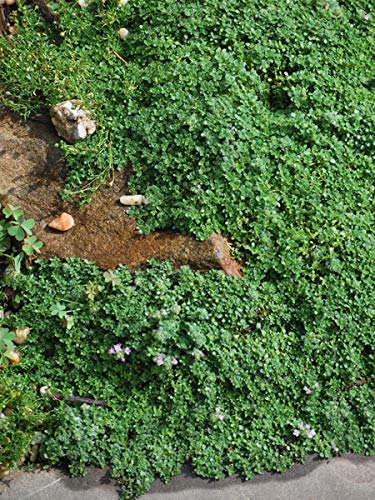 Perennial Farm Marketplace Thymus serpyllum 'Elfin' (Creeping) Groundcover, 4" Pot, Lavender Flowers