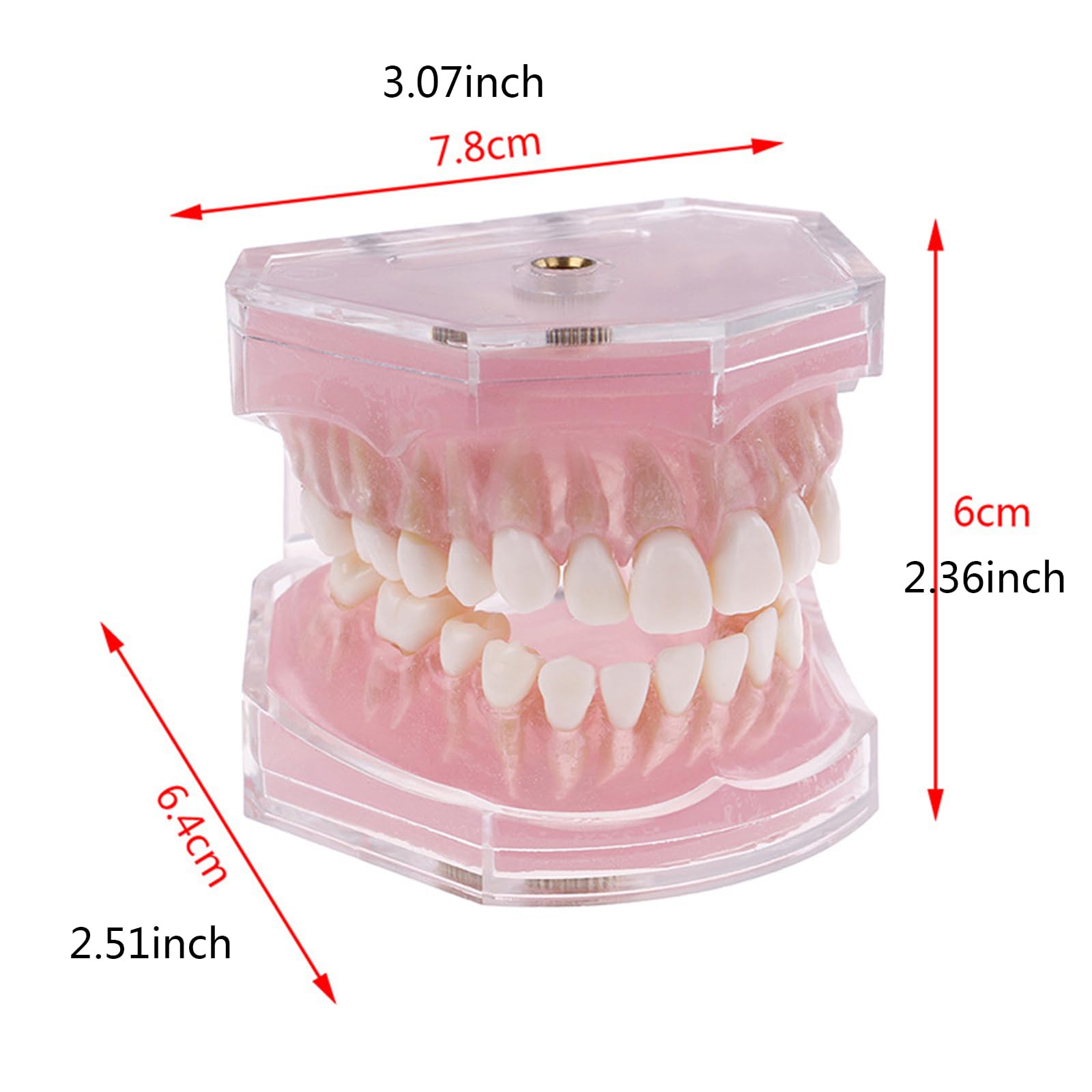 Modelo dental con dientes extraíbles, bandeja suave estándar, modelo dental extraíble, herramienta de enseñanza de materiales de laboratorio dental ideal