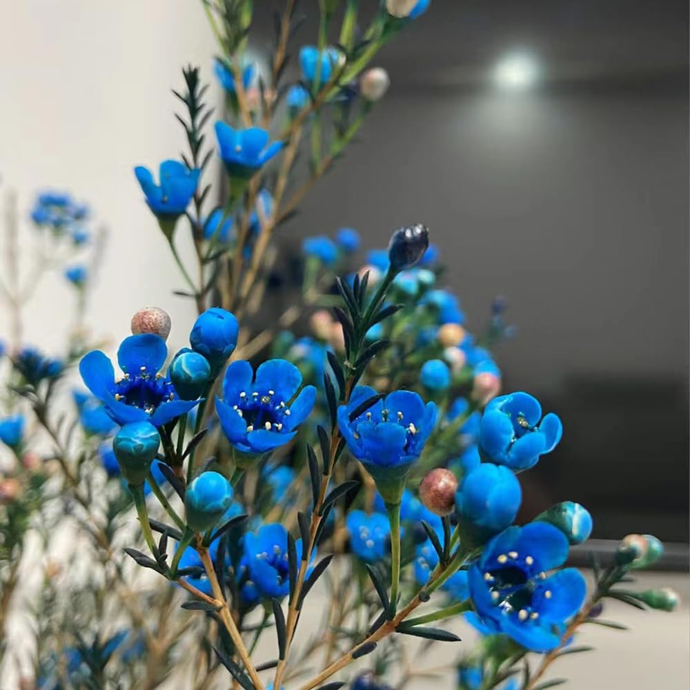 550 Stück Sempervivum Samen Winterhart - Sukkulenten Für Balkon & Garten