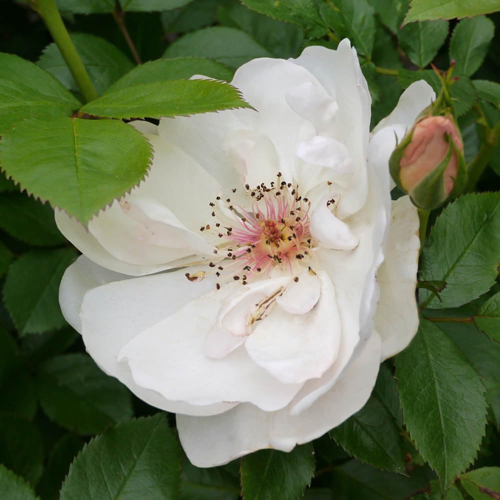Yougarden White Harkness Roses Patrick's Rose, Gift Wrapped Shrub Bush 4 Litre Pot, Ivory Musk Scent, Repeat Flowering, Ready To Plant