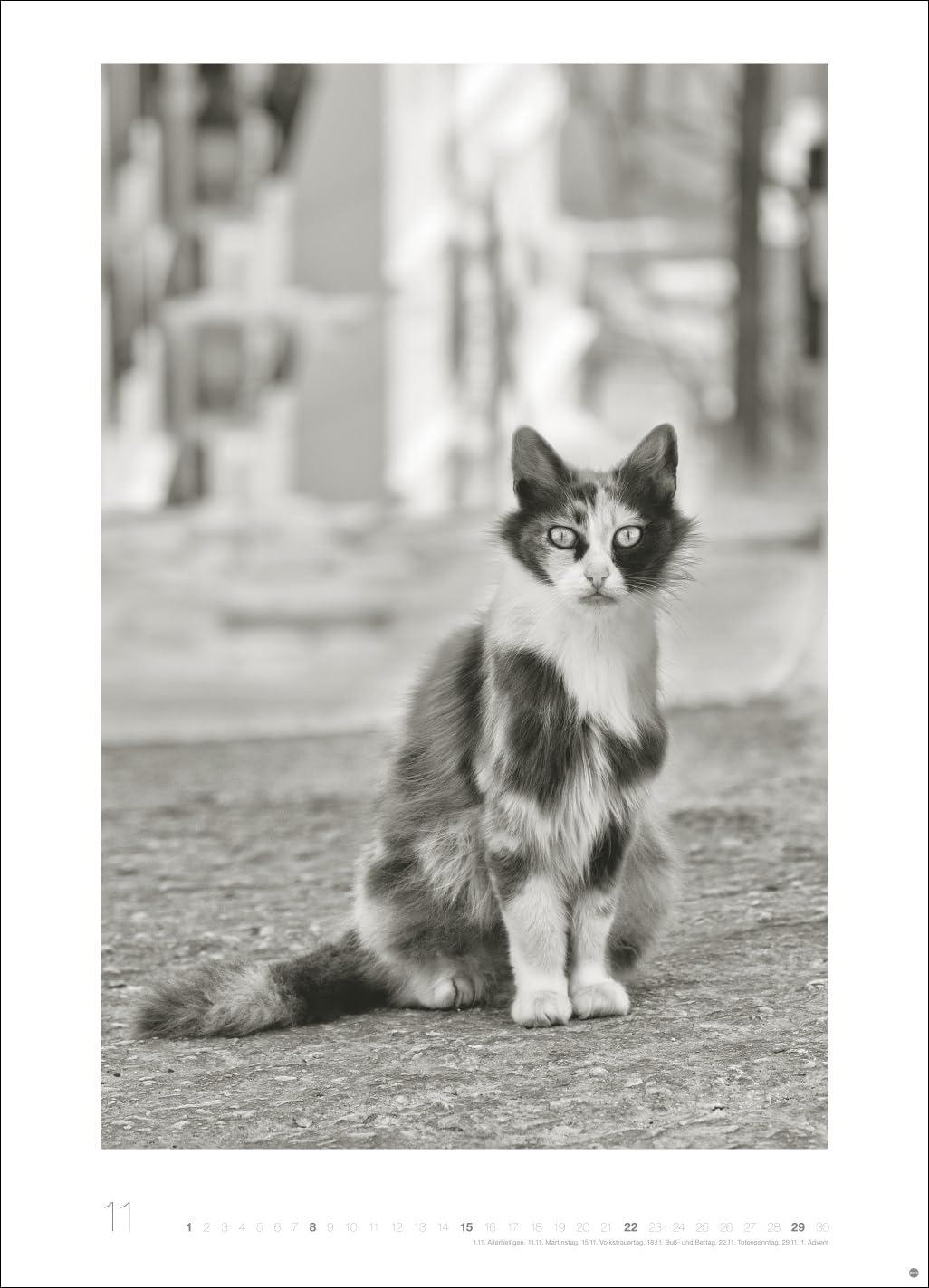 Cats Edition Kalender 2026: Elegante Samtpfoten in schwarz-weiß in einem XXL-Kalender. Tierkalender 2026 im Großformat. Hochwertiger großer Fotokalender für Katzenfans.