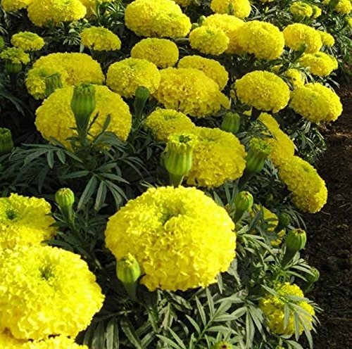 GREEN WORLD African Yellow Marigold Hybrid (50 Seeds) (B01N9TWS8Q) Amazon Price History, Amazon Price Tracker