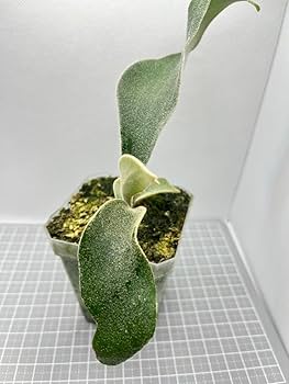 Amazon.co.jp: 「初上陸最高峰」ビカクシダ AR x AR x AR spore 交配 Amazon.co.jp: 「初上陸最高峰」ビカクシダ AR x AR x AR spore 交配