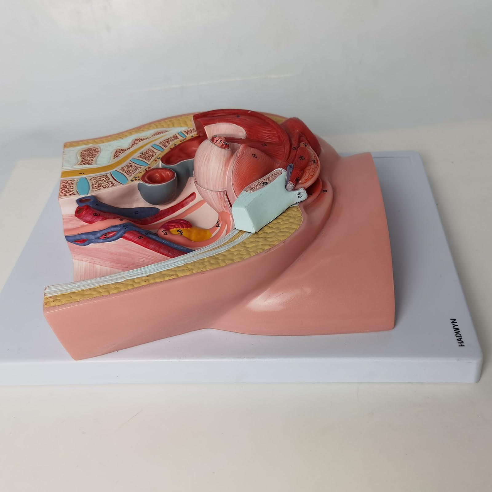 Pelvis féminin AMITD pour comprendre l'anatomie reproductive