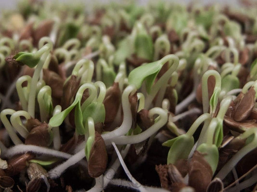 Brown Flax Seed Canadian Brown Flaxseed Grow Your OWN