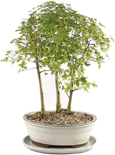 Trident Maple Grove with White 10" Ceramic Tray