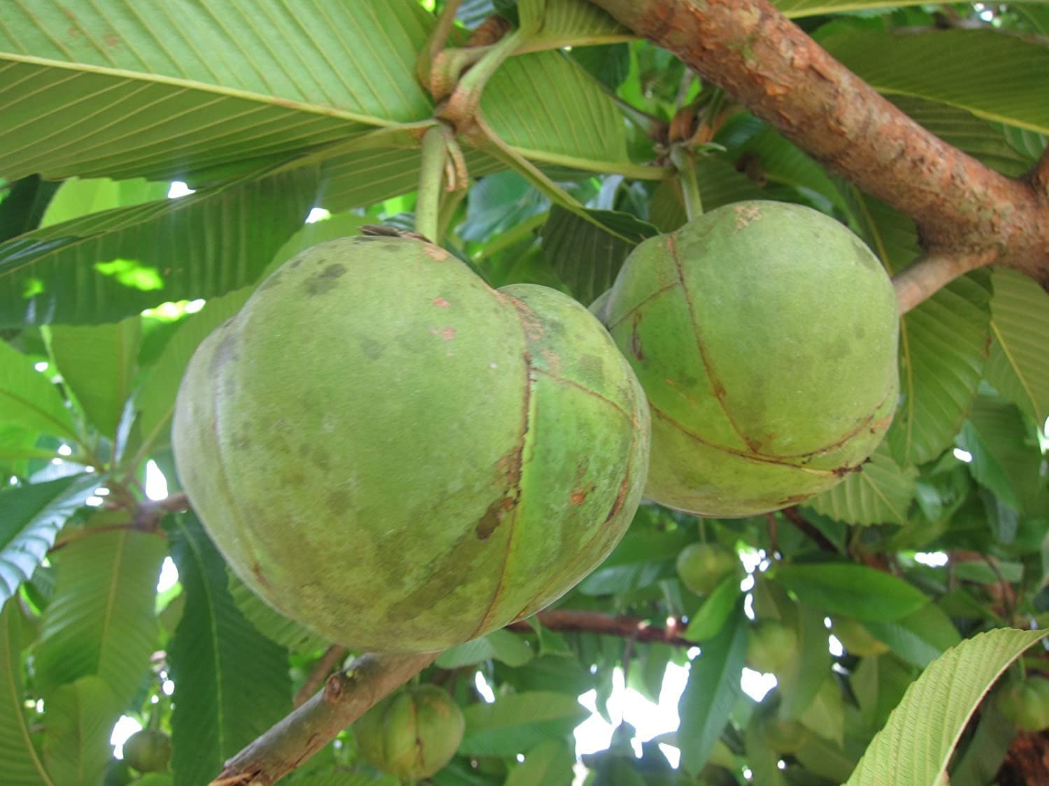 Cloud Farm Live Rare Dwarf Dillenia Indica Elephant Apple(Chalta) Healthy Fruit Plant For Home And Garden CF_07 (B0BMZDZ895) Amazon Price History, Amazon Price Tracker