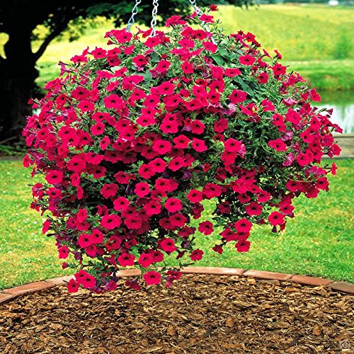 Creative Farmer Flower Seeds : Petunia Double Cascade Mix Garden Seeds Flowers Plant Seeds For Pot Gardening Garden [Home Garden Seeds Eco Pack] Plant Seeds (B078R9PYF2) Amazon Price History, Amazon Price Tracker