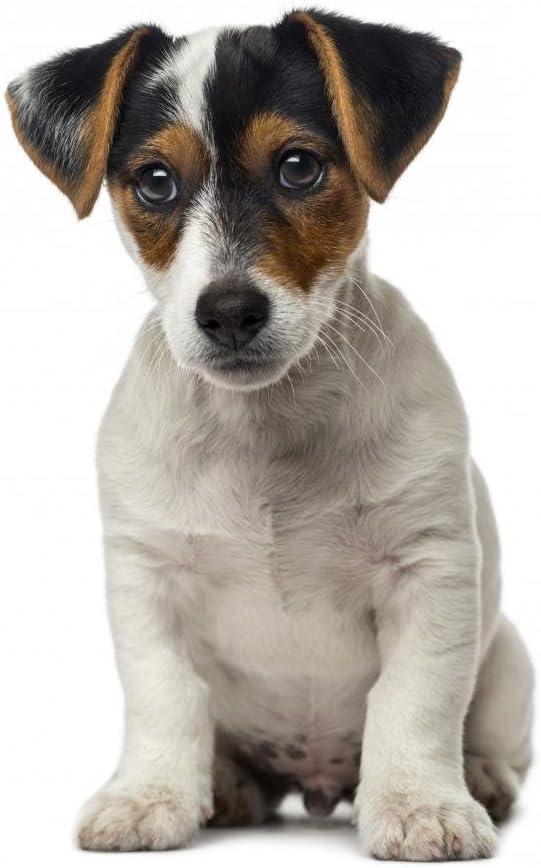 Wallmonkeys FOT-77673521-18 WM73907 Jack Russell Terrier Puppy (2 Months Old) Peel and Stick Wall Decals, 18" H x 16" W-Small