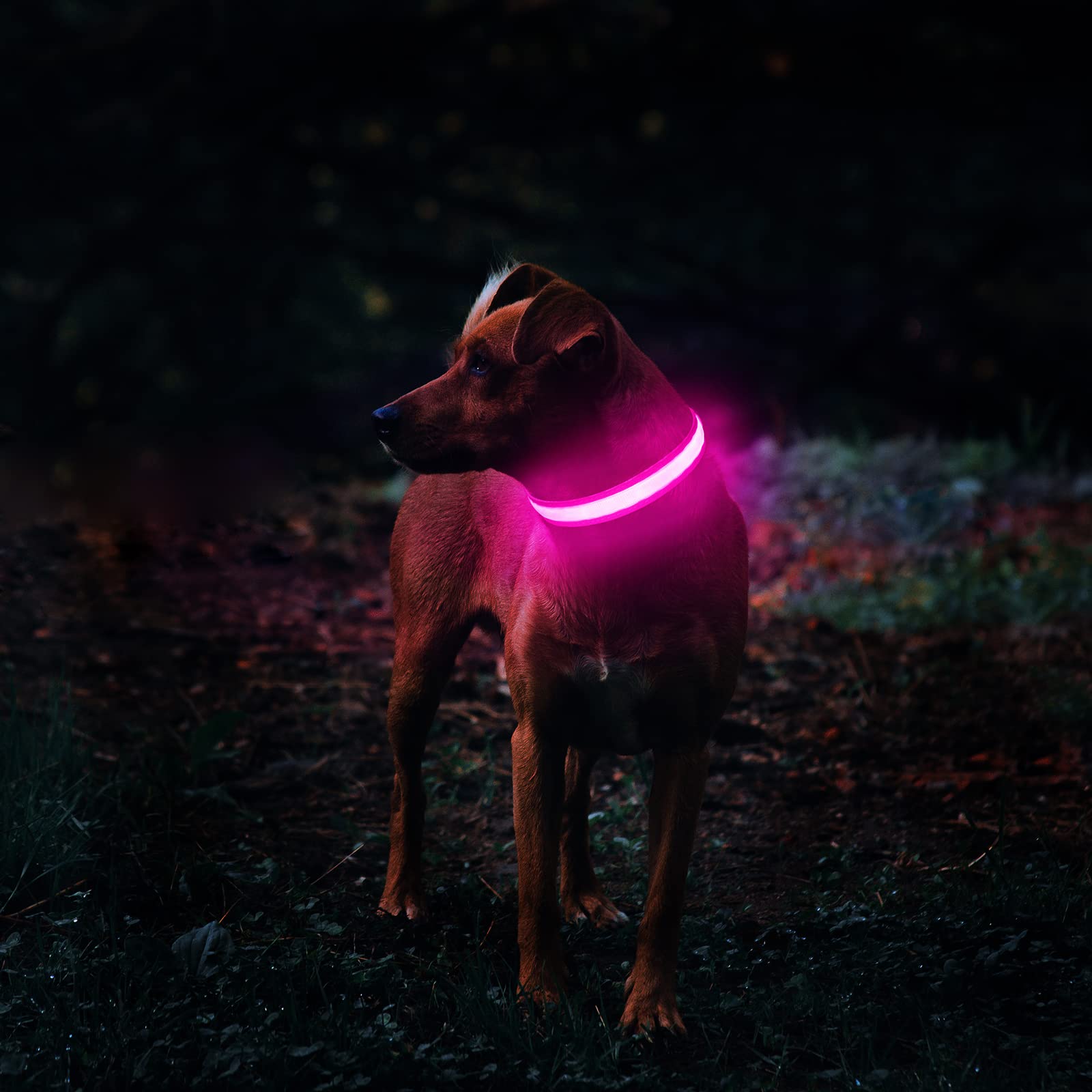 MASBRILL Collare Luminoso per Cani, Collare di Cane LED Ricaricabile e Impermeabile, 3 modalità d'ardore e Misura Regolabile Adatto per Cani di Taglia Piccola Media Grande (S (Confezione da 1), Rosa)