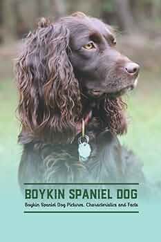 レノックス猫 ( 犬 ) Tender Devotin Spaniel Dog レノックス猫