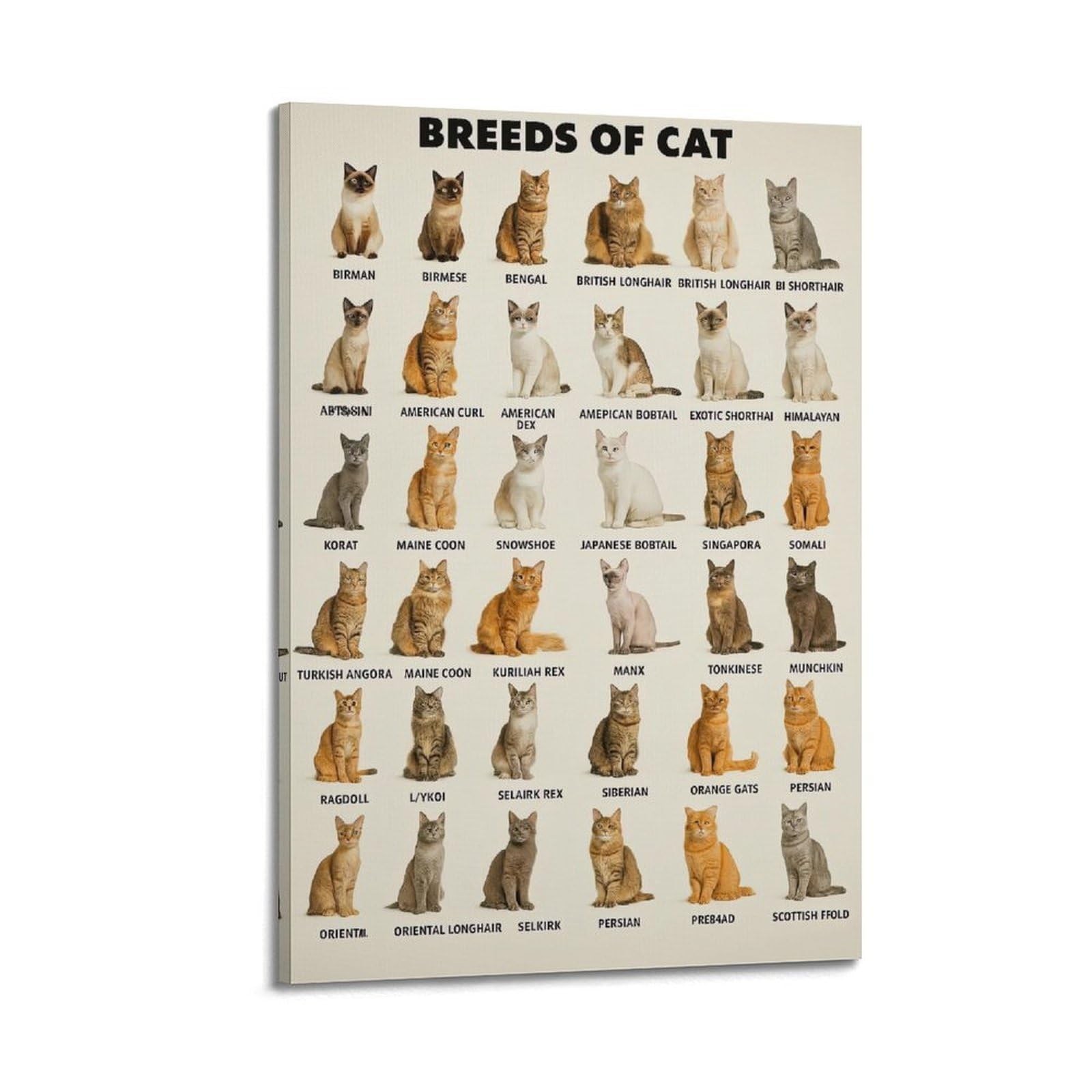 ESTE Cute Animal Cat Poster Breeds of Cats Decorative Painting Canvas Modern Art Picture 24x36inch(60x90cm)