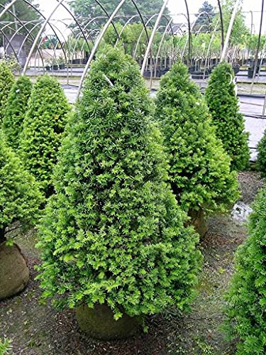seeds 100pcs Minutina Erba Stella Plant seeds