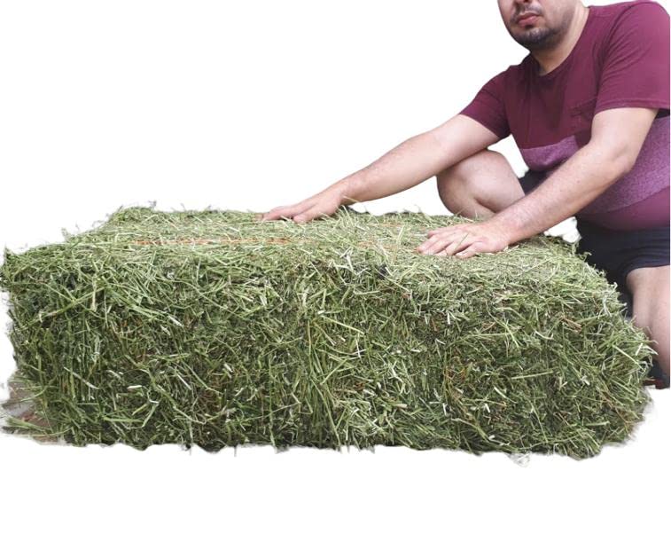 Cremas Y Lociones, Video On Demand PACA HENO ALFALFA 5KG MUY VERDE PARA CONEJO O CUYO
