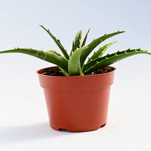 Miniatura 4 de Planta suculenta de aloe vivo  suculenta de aloe grande totalmente arraigada de 4 pulgadas (Aloe California)