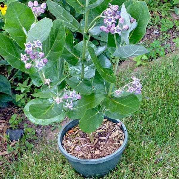 Mphmi Seedless Plant Absorbing At Night Tree of Shravana Nakshatra, Capricorn or Makar Rashi Calotropis Gigantea- Plant