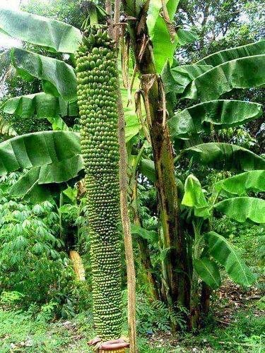 See full amazon price history chart for Baishnab Banana Plantbal01 Baishnab Banana Plantbal01 (B0CPM46RVW) Amazon Price History, Amazon Price Tracker