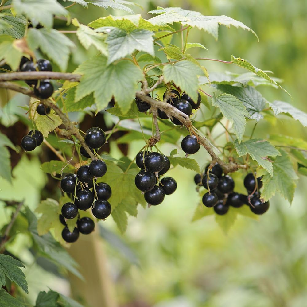 Blackcurrant ‘Ben Alder’ – Heavy Cropping Bareroot Fruit Bush | Late Flowering, Mildew-Resistant Variety | Ideal for Juicing & Freezing - 1x 3 Litre Potted Plant by Thompson & Morgan