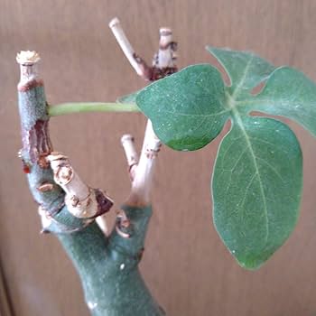 巨大ダブルヘッド アデニア グラウカ ねこちゃん型 Amazon.co.jp: 巨大ダブルヘッド アデニア グラウカ ねこちゃん