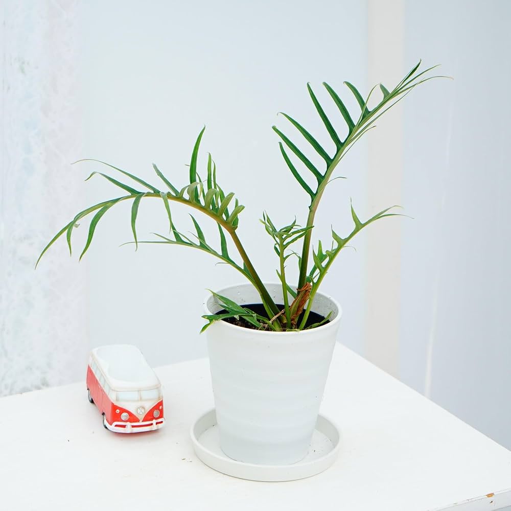 Amazon.co.jp: はなみどり フィロデンドロン トータム 4号鉢 1鉢