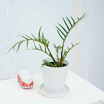 61Sf2dESo7L._AC_UF350,