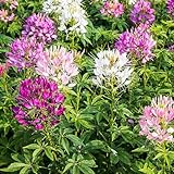 Mixed Cleome - Spider Plants - Nectar Flower for Monarch Butterflies - Large Paclage - 5000 Seeds