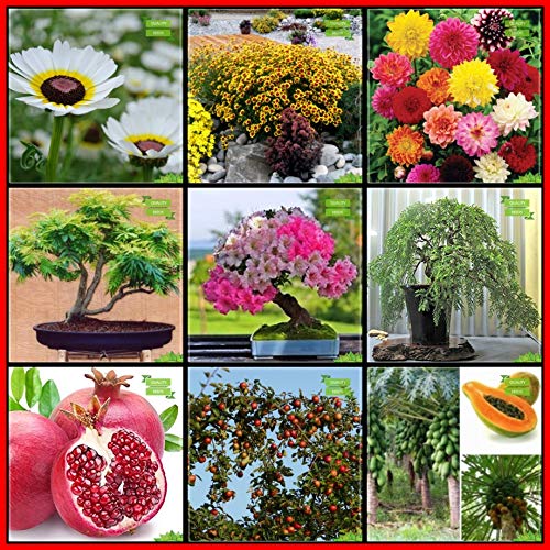Creative Farmer Plant Seeds Combo Flower Seeds & Fruit : Pomagranate, Apple, Papaya, Flame Tree, Queen Crape Myrtle, Yellow Flametree, Chrysanthemum, Coreopsis Lanceolata Dwarf, Dalia Terrace Gardening (B07HTX5CDD) Amazon Price History, Amazon Price Tracker