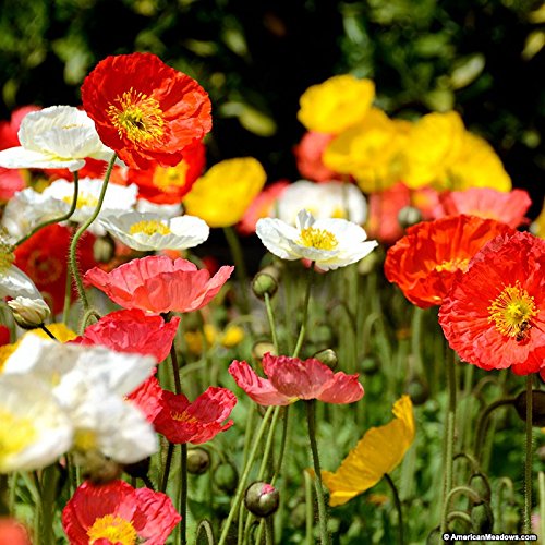 Creative Farmer California Poppy Mixed Flower Seeds (B01LZEGGQS) Amazon Price History, Amazon Price Tracker