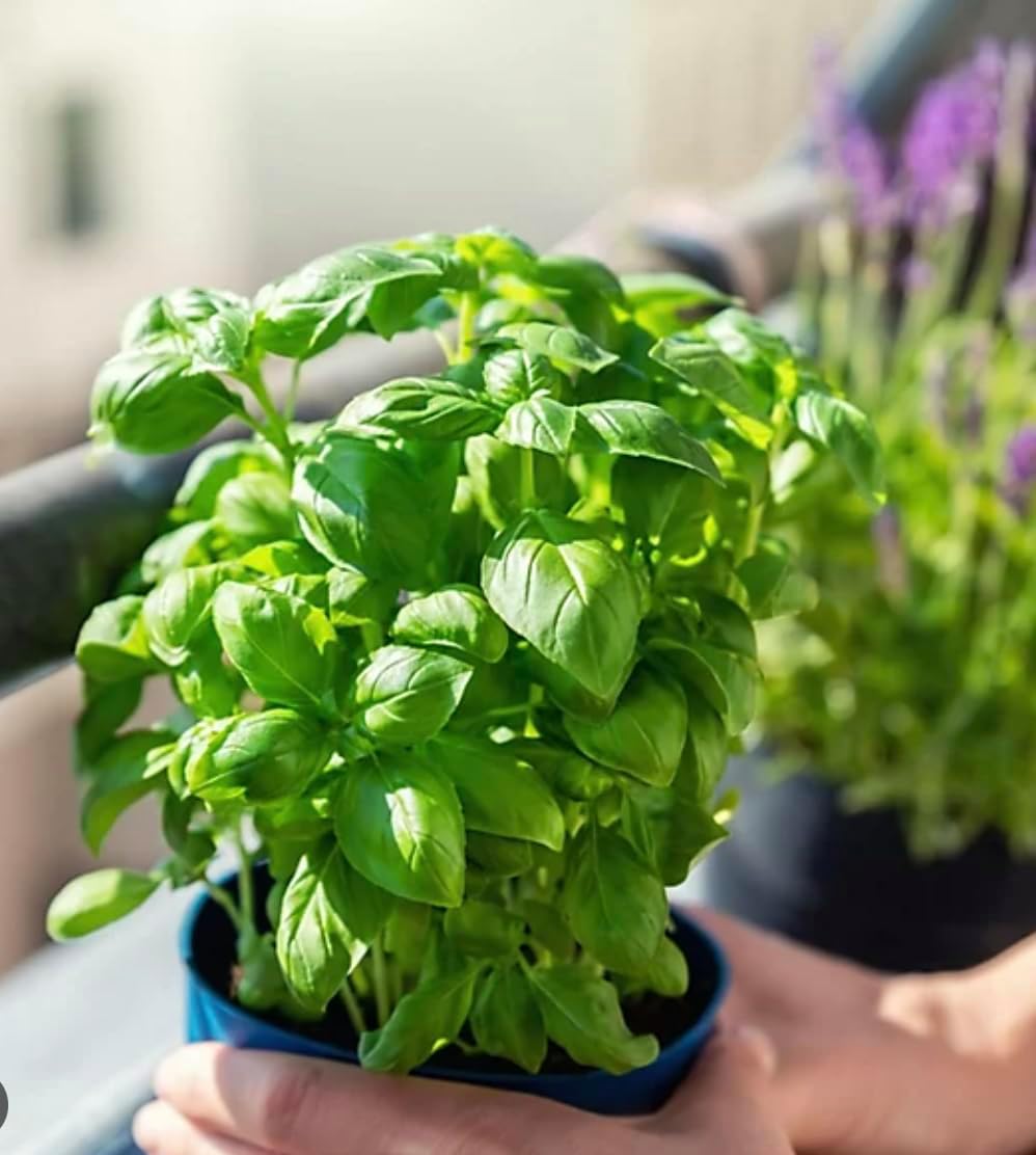 Live Sweet Basil Plant – Edible Culinary Herbs in 3.5” Pot, Fragrant and Fast-Growing, Great for Kitchen Gardens, Housewarming Gift, Office Decor Ready to use. California Delivery