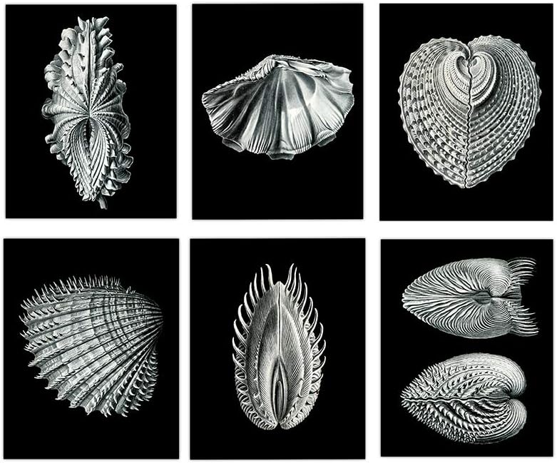 SeaShell Decor, Black and White Shell Wall Art, 8"x10" Set of Six, Unframed Art Print - Stunning Marine Shell Decor for Bathroom, Kitchen, Bedroom, Office, Home